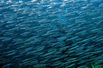 	 Behind a wall of fish