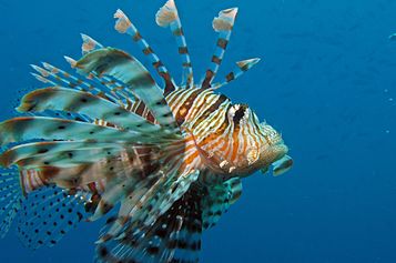 Red lionfish