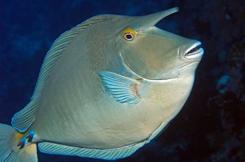 Bluespine unicornfish