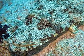 Tentacled flathead