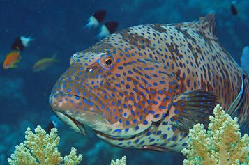 	 Roving coralgrouper