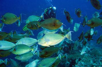 chool of Bluespine unicornfish