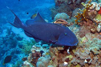 Redtoothed triggerfish