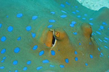 Bluespotted ribbontail ray
