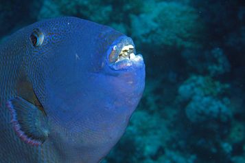A bit too nosy triggerfish