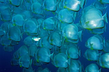 School of Orbicular batfish