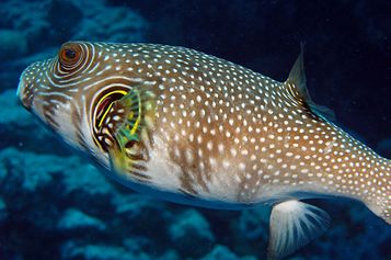  White-spotted puffer
