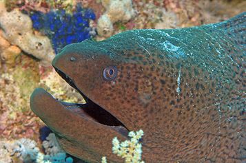 Giant moray