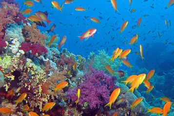 Sea goldies and soft corals