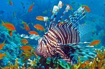Red lionfish