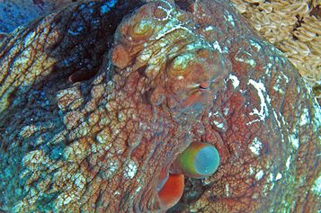Reef octopus