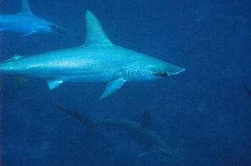School of Scalloped hammerheads passing by