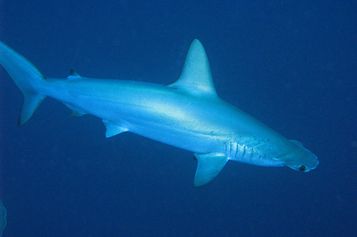 Scalloped hammerhead shark