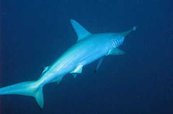 Scalloped hammerhead shark