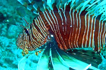 Red lionfish