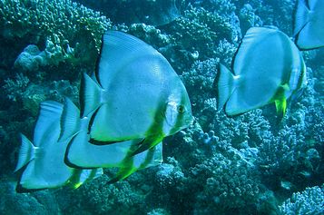 Orbicular batfish