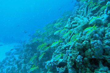 Yellowfin goatfish