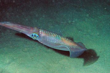 Bigfin reef squid