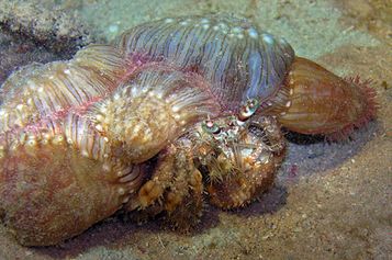 Anemone carrier hermit crab