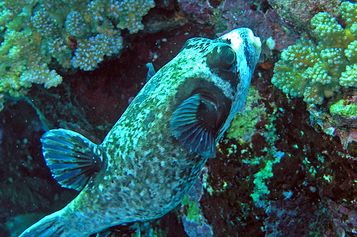 Masked puffer
