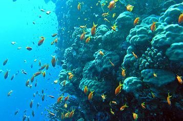 Reef top