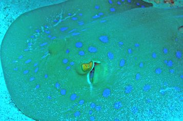 Bluespotted ribbontail ray