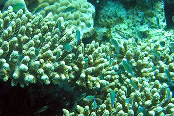 Blue-green reeffish