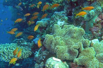 Anthias and Leather corals