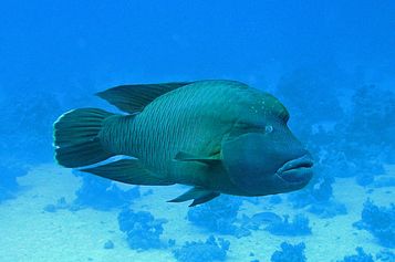 Napoleon wrasse