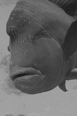 Napoleon wrasse