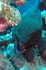 Old Giant moray