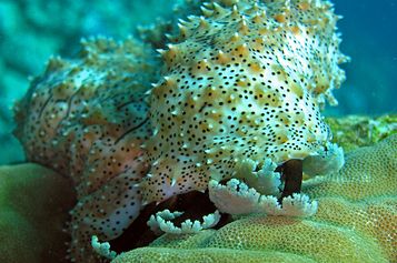 Sea cucumber