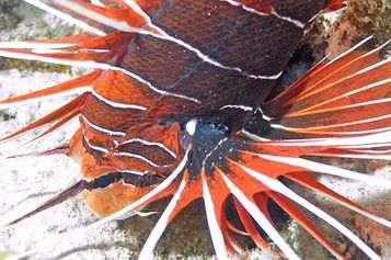 Radial firefish