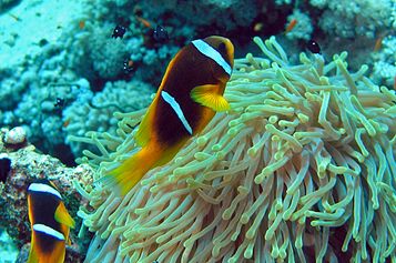 Twoband anemonefish