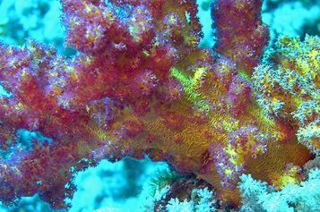 Carnation coral