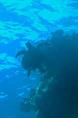 Turtle ascending