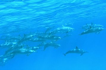 Bottlenose dolphins