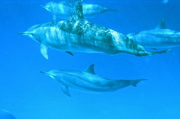Bottlenose dolphins