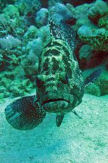 Grouper
