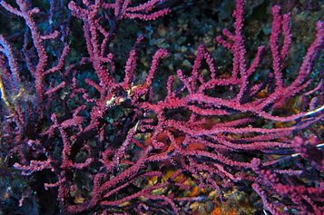 Red fan corals