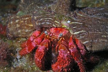 Anemone carrier hermit crab