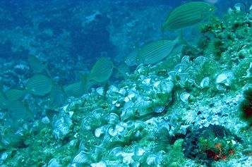 Salema