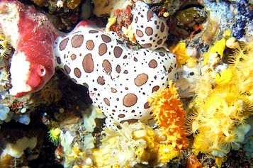 Peltodoris atromaculata