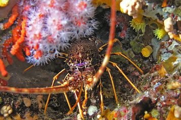 Lobster and Red coral