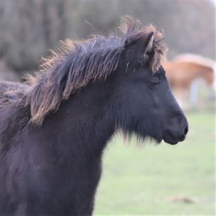 Foto: Vilma Kollberg