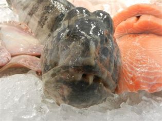 Ful fisk  havskatt