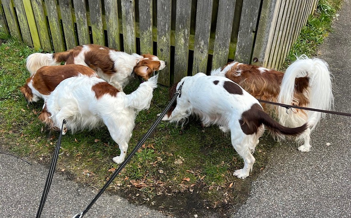 Feriehunde på tur i byen