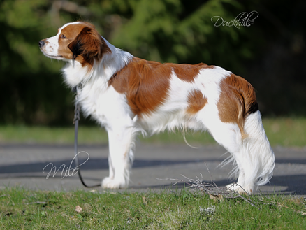 Milo 1y Qunacks favor showstopper (23)