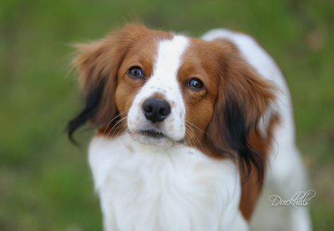 Milo 1y Qunacks favor showstopper (27a)