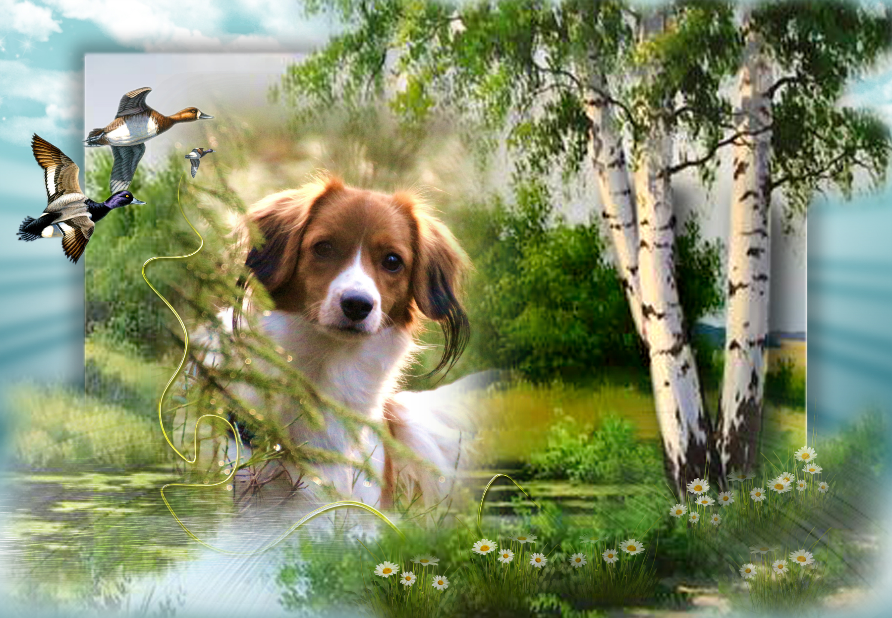 duckhills kooikerhondje